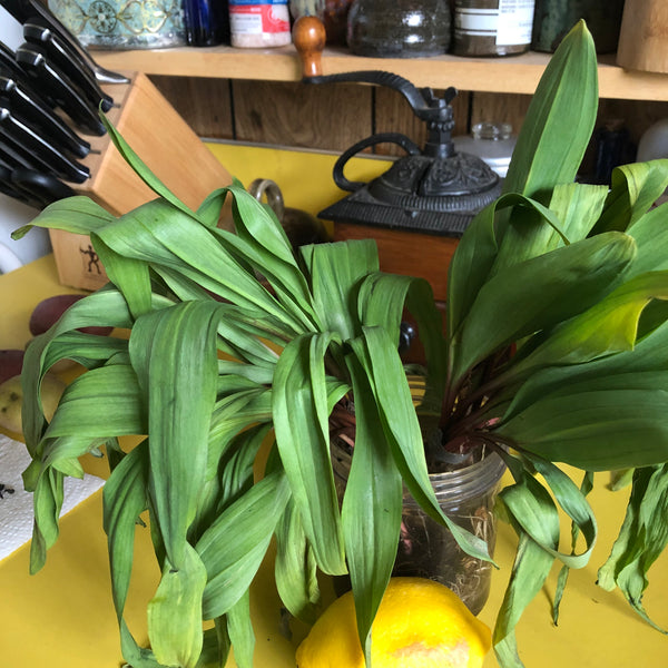 my first wild ramps (with a recipe)